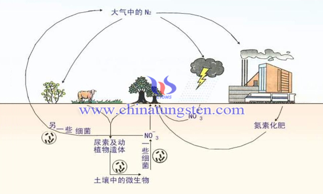 生物固氮迴圈示意圖